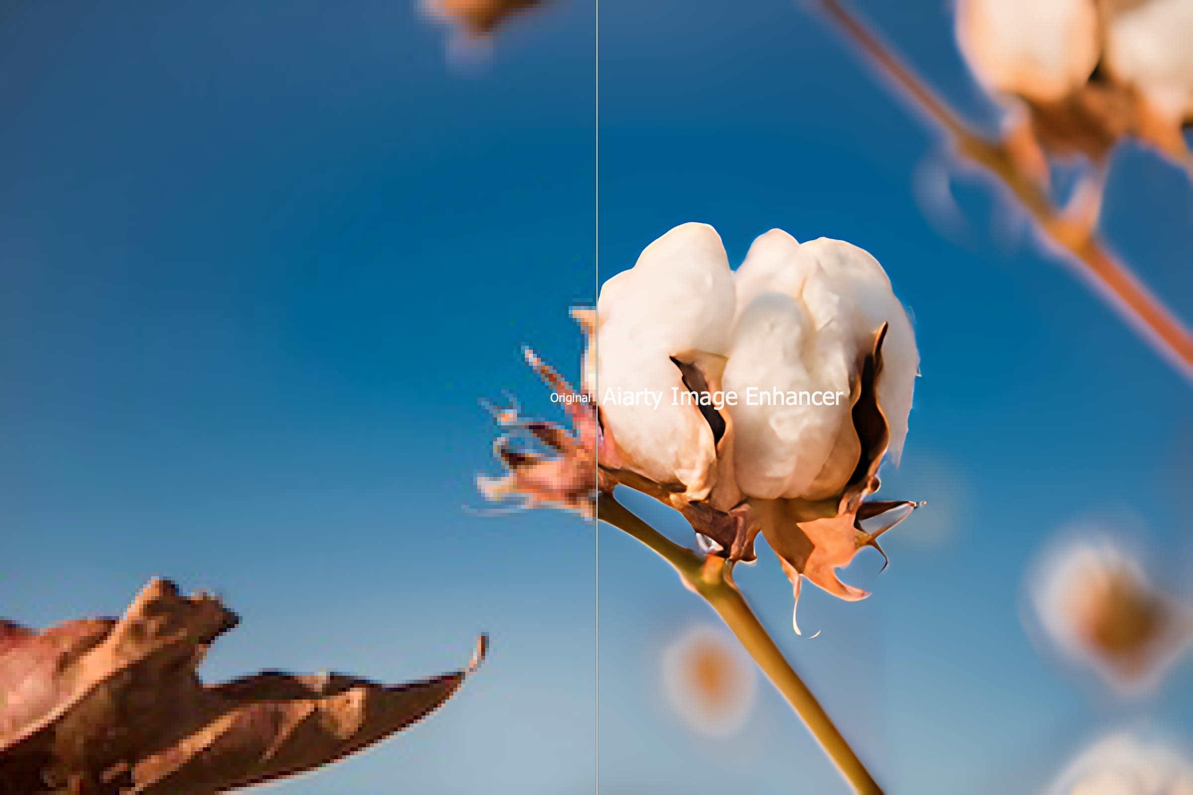Aiarty Image Enhancerでx8拡大した綿花の写真の比較。左が元画像、右が加工後